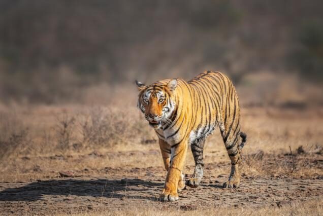 Golden Triangle Tour of India with Ranthambore
